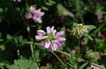 Purple crownvetch